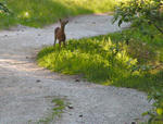 une biche sur le chemin